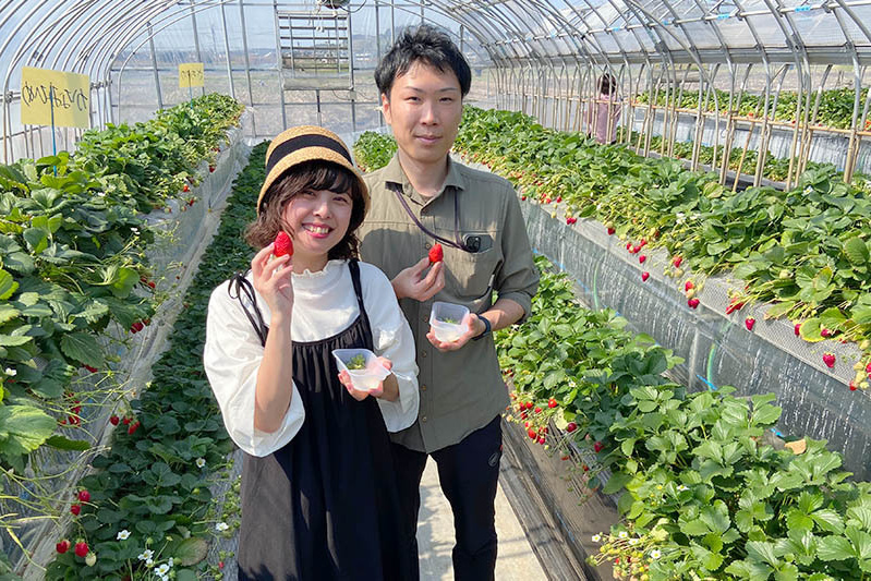 あきらいちご園苺狩り4月