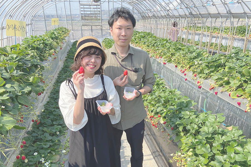 あきらいちご園苺狩り4月