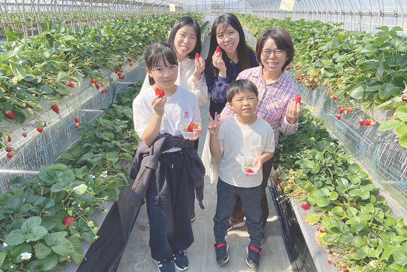 あきらいちご園苺狩り4月