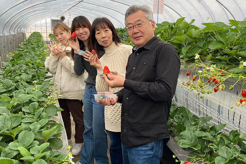 あきらいちご園苺狩り4月