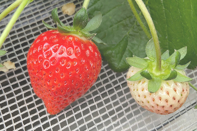 あきらいちご園苺狩り4月