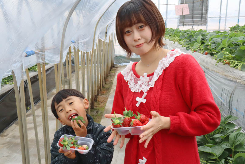 あきらいちご園苺狩り4月