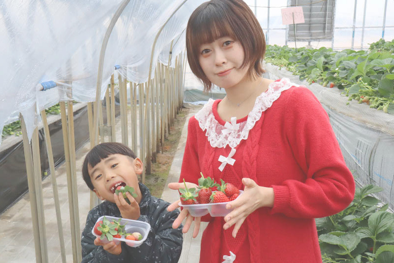 あきらいちご園苺狩り4月