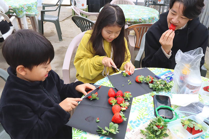 あきらいちご園苺狩り4月
