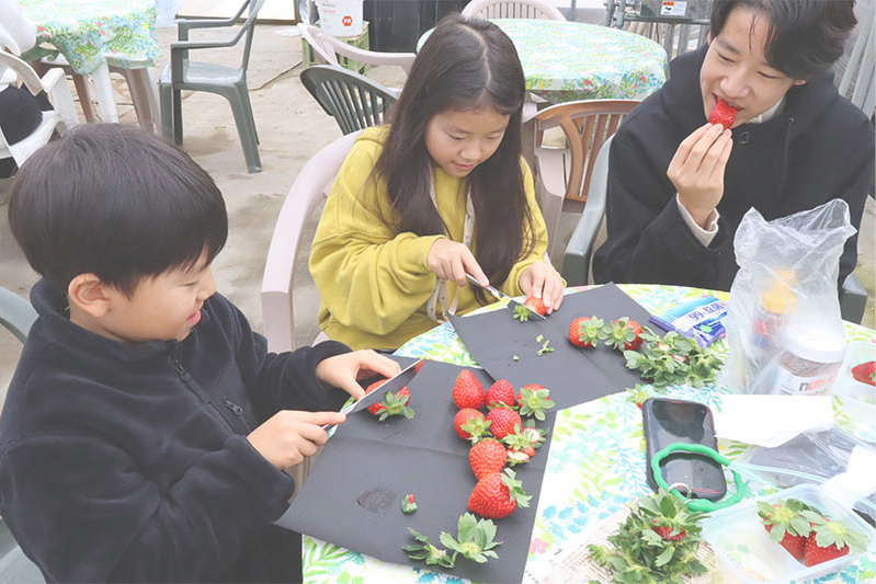 あきらいちご園苺狩り4月