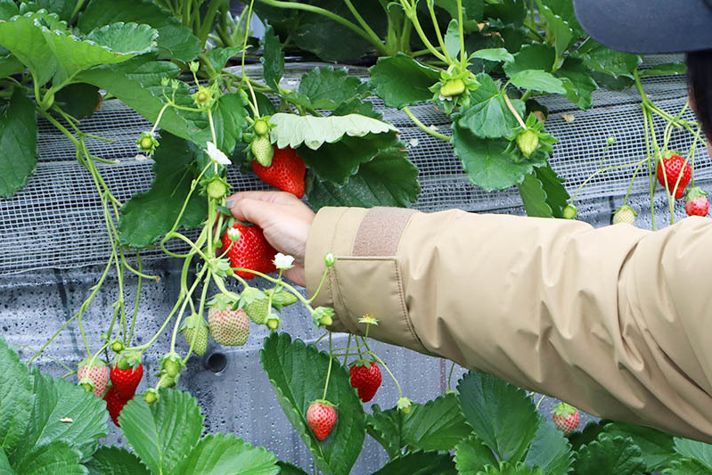 あきらいちご園苺狩り4月