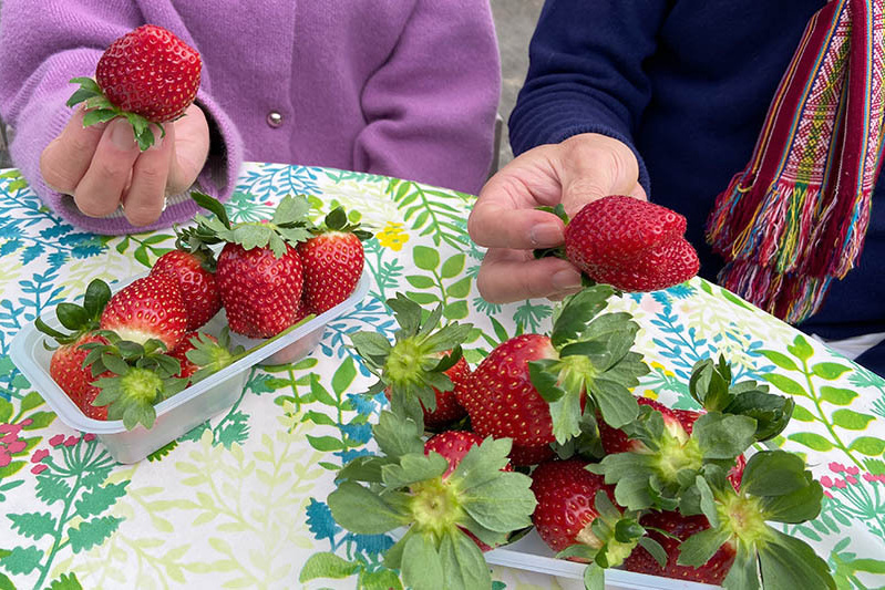 あきらいちご園苺狩り4月