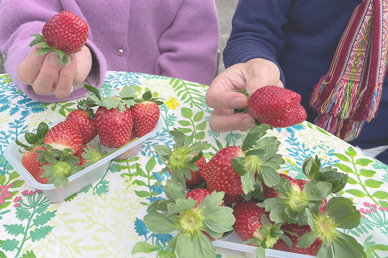 あきらいちご園苺狩り4月