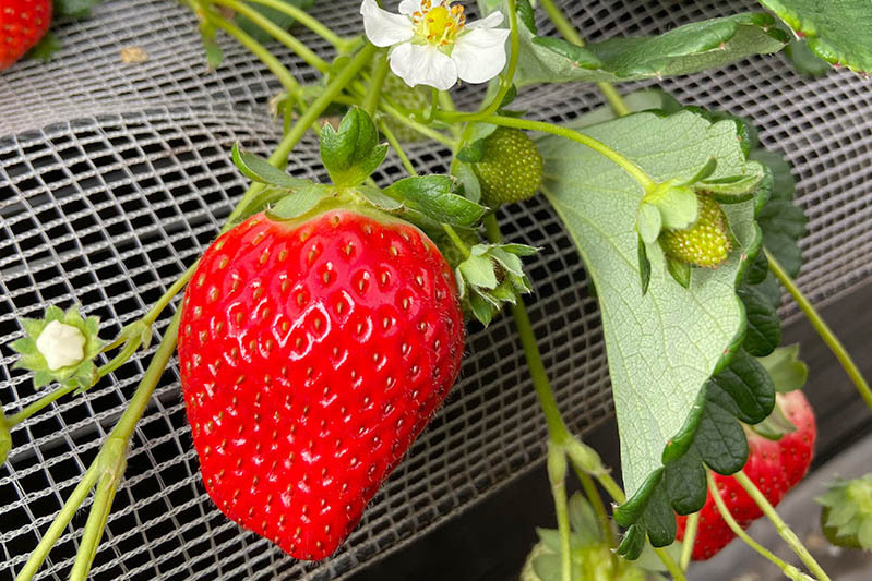 あきらいちご園苺狩り4月