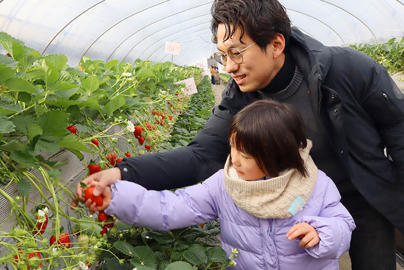 あきらいちご園苺狩り4月