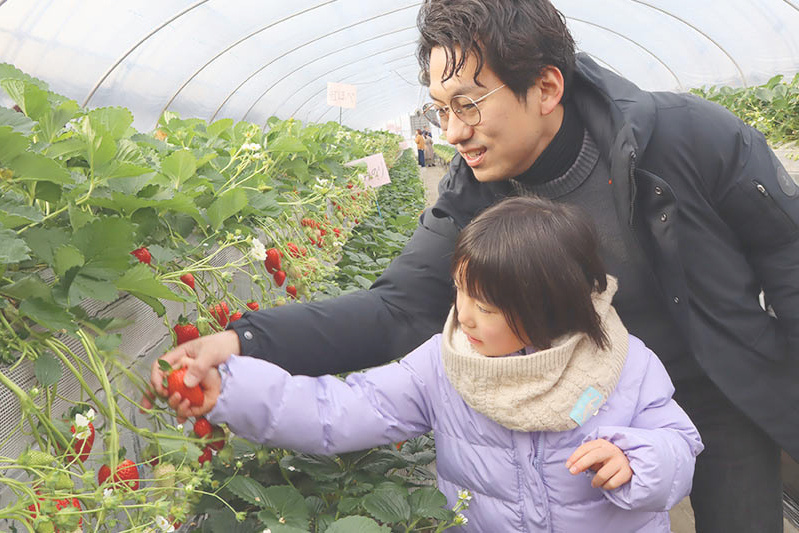 あきらいちご園苺狩り4月
