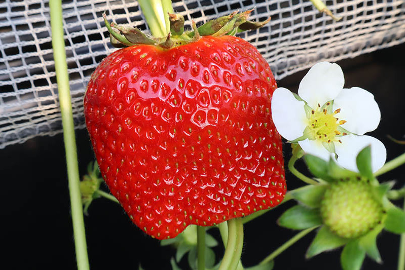 あきらいちご園苺狩り4月