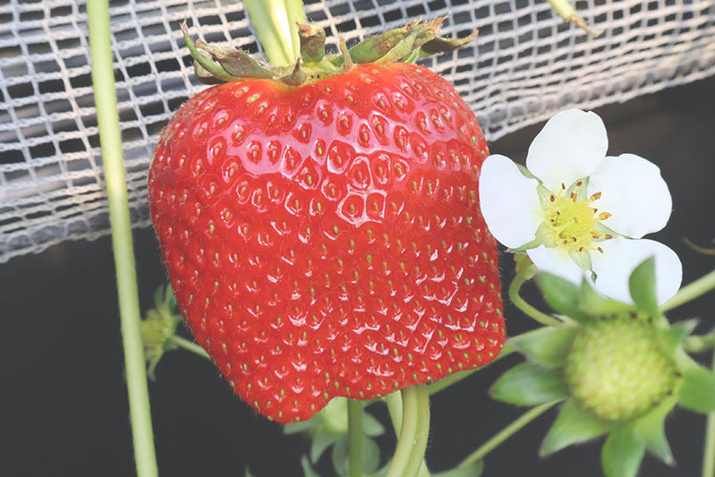 あきらいちご園苺狩り4月