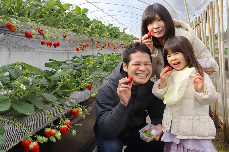 あきらいちご園苺狩り4月