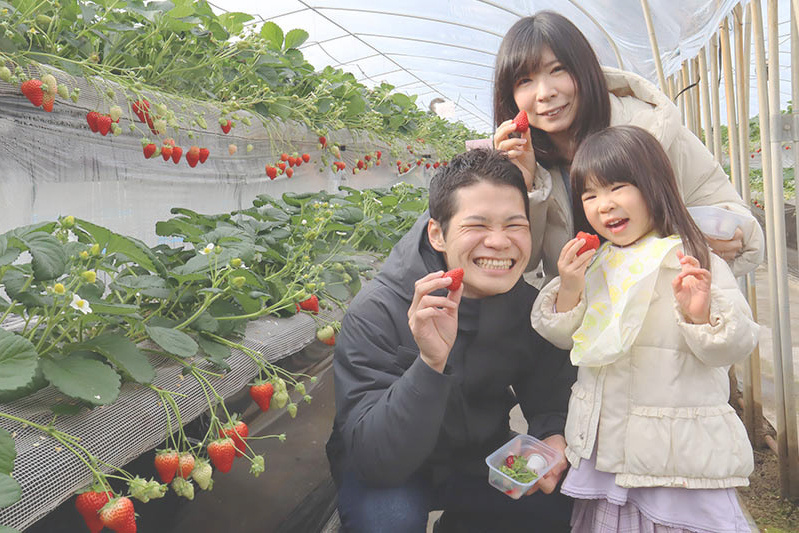 あきらいちご園苺狩り4月