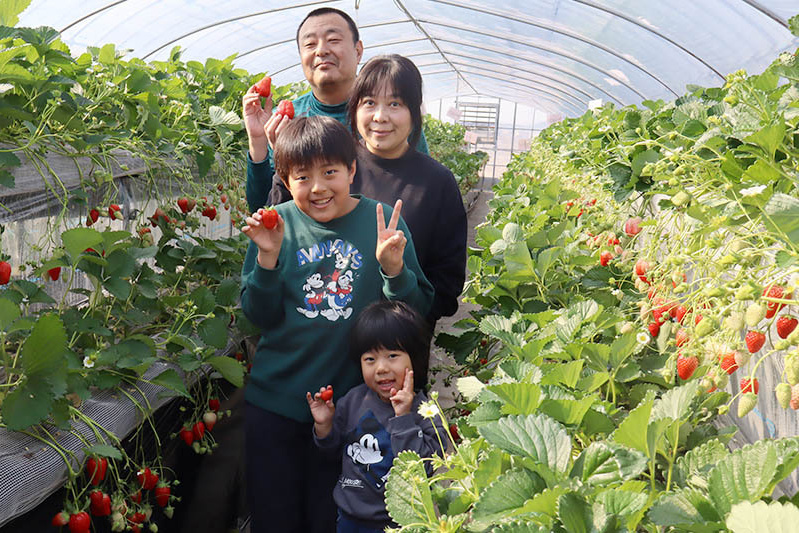 あきらいちご園苺狩り4月