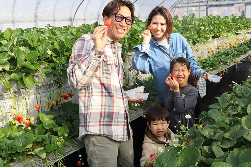 あきらいちご園苺狩り4月