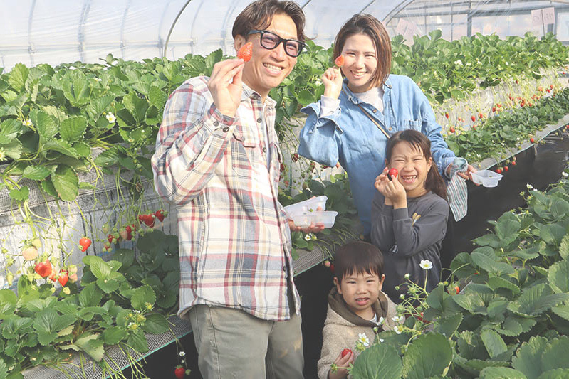 あきらいちご園苺狩り4月