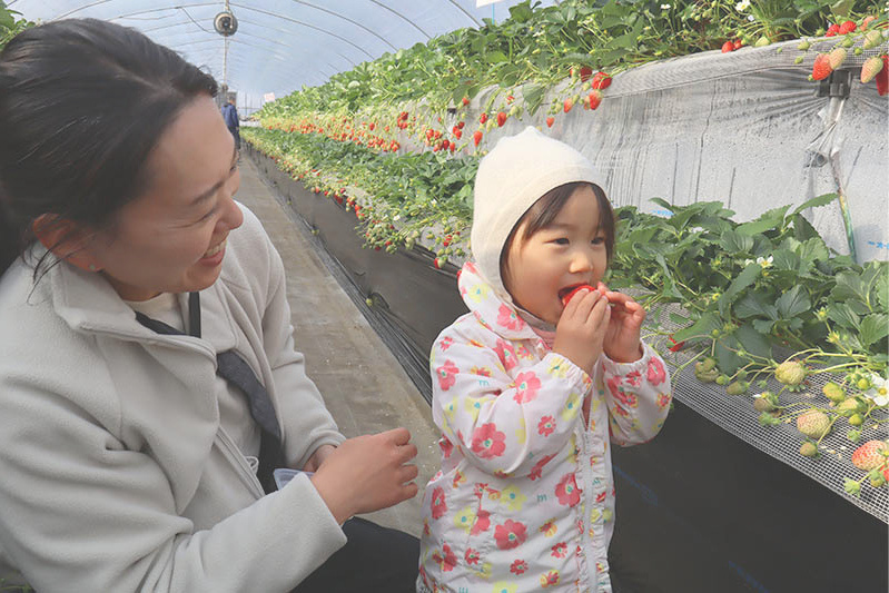 あきらいちご園苺狩り4月