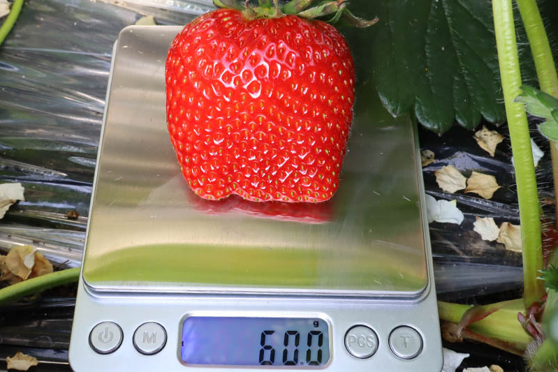 あきらいちご園苺狩り4月