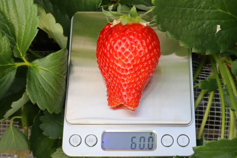 あきらいちご園苺狩り4月