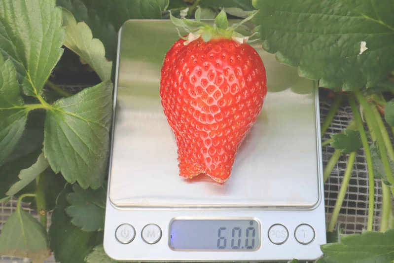 あきらいちご園苺狩り4月