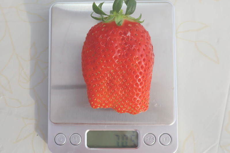 あきらいちご園苺狩り4月