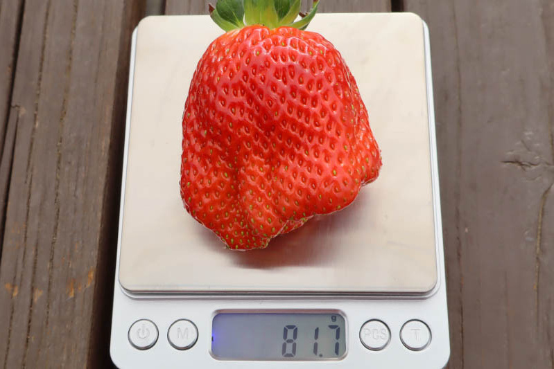 あきらいちご園苺狩り4月