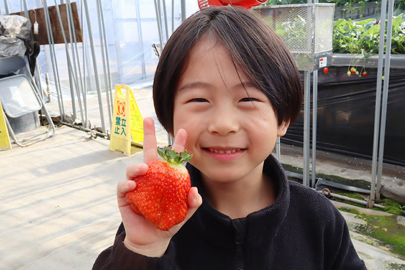 あきらいちご園苺狩り4月
