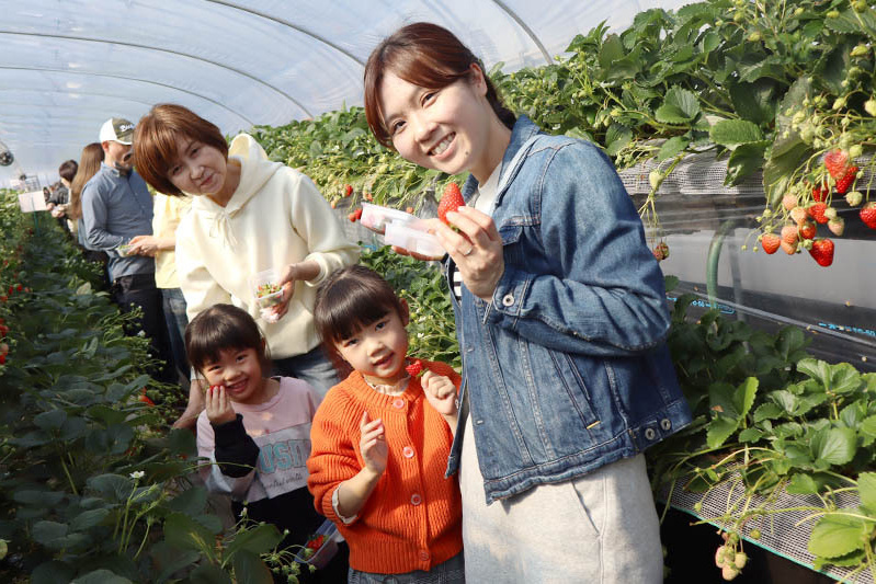 あきらいちご園苺狩り4月