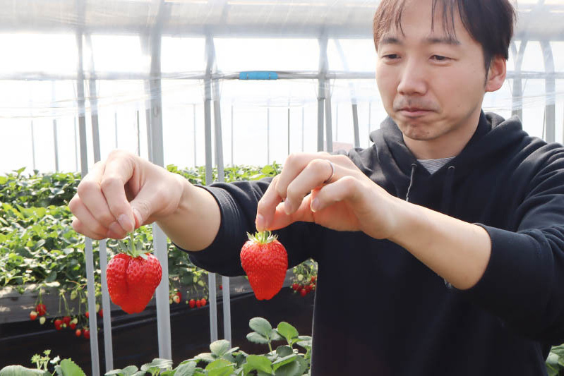 あきらいちご園苺狩り4月
