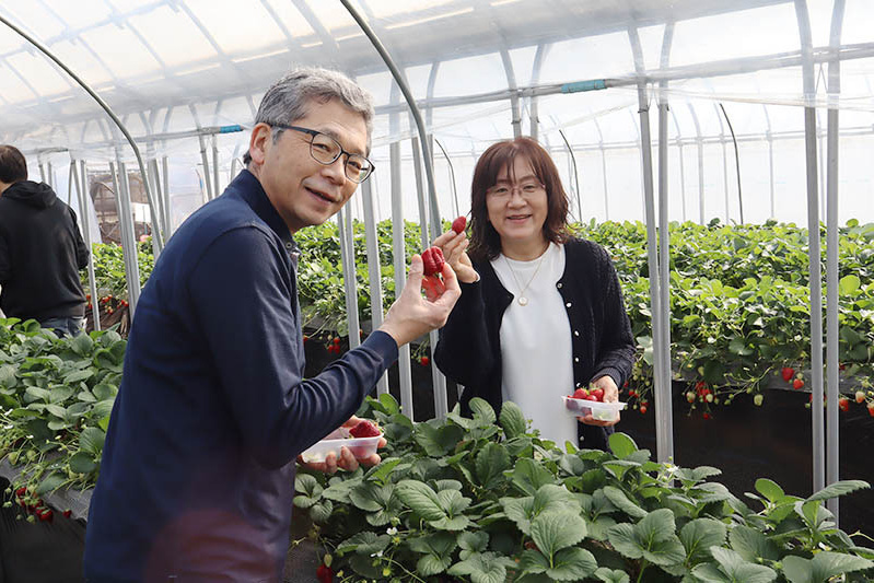 あきらいちご園苺狩り4月