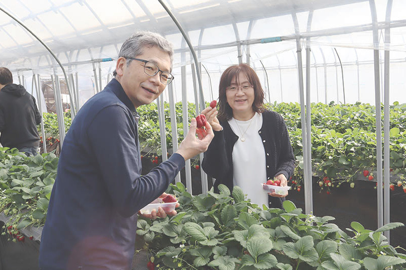 あきらいちご園苺狩り4月