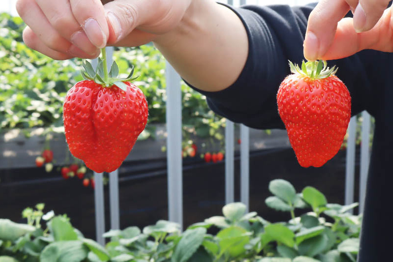 あきらいちご園苺狩り4月