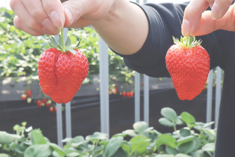 あきらいちご園苺狩り4月