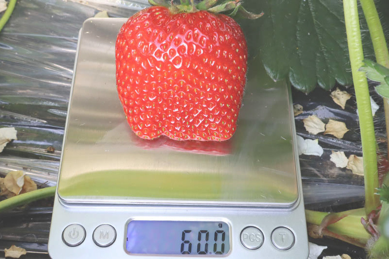 あきらいちご園苺狩り4月