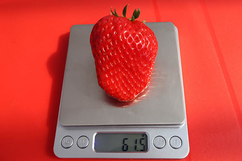 あきらいちご園苺狩り4月