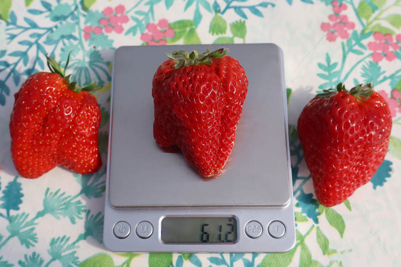 あきらいちご園苺狩り4月