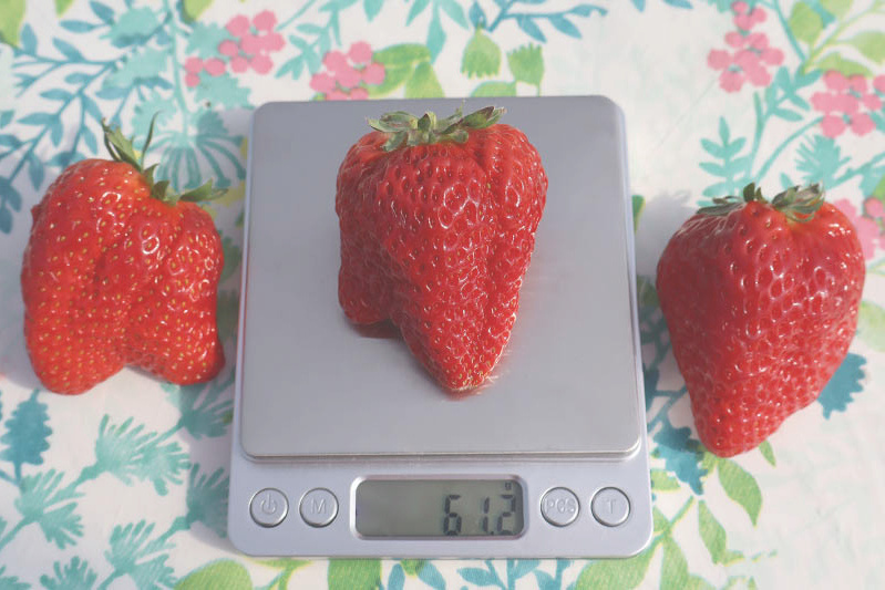 あきらいちご園苺狩り4月